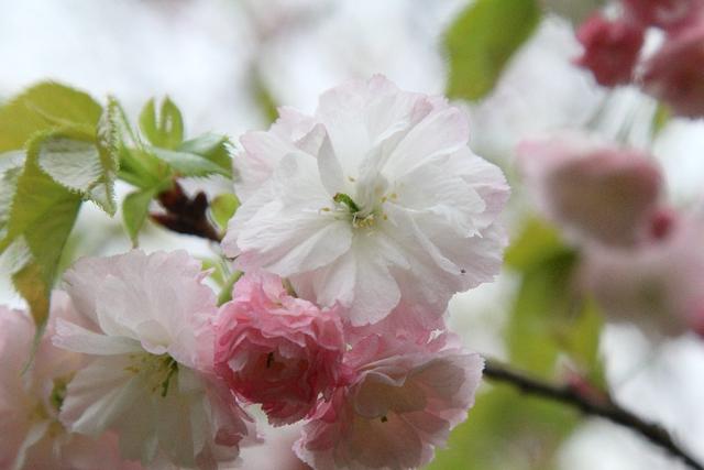 你在北方看雪花我在公園賞櫻花