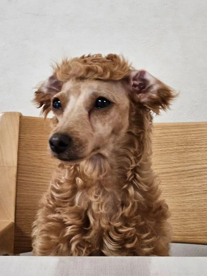 女子帮狗子修毛完成后变厌世羊驼气炸哄不好了