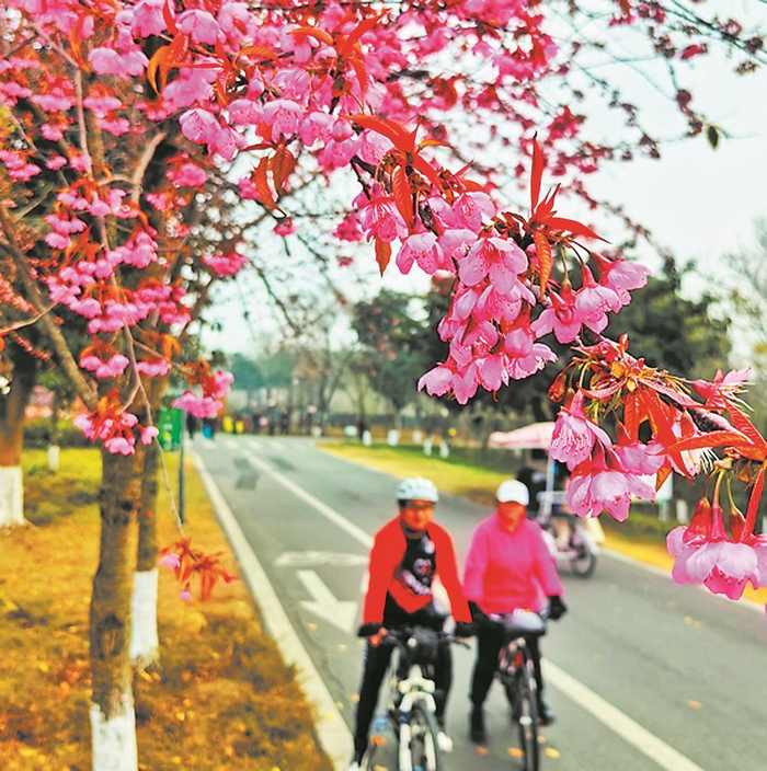     市民在青龙湖盛开的冬樱花下骑行