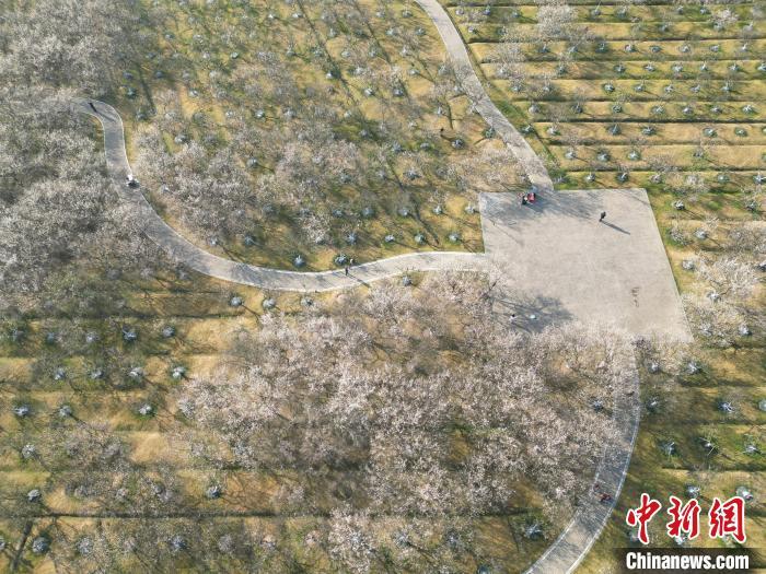 2021萝岗香雪公园花期图片