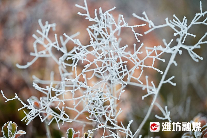 一场大雾这里美成"画"→|大雾|琼枝|白沙河_新浪新闻