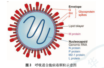 来自：《中华实用儿科临床杂志》