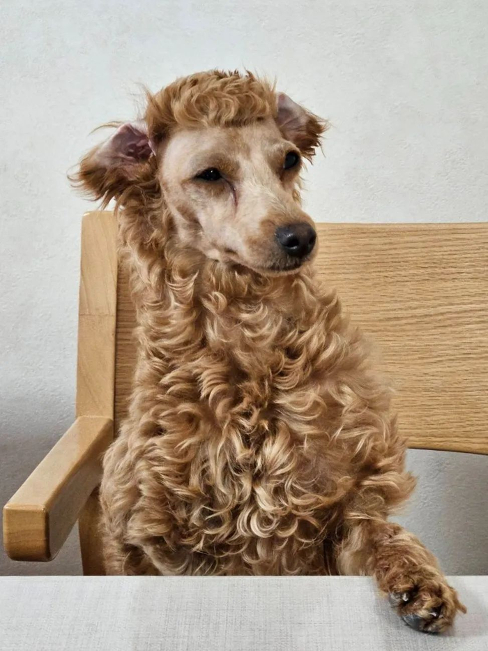 女子帮狗子修毛完成后变厌世羊驼气炸哄不好了