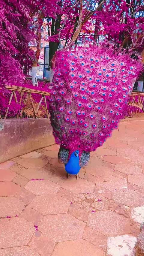 孔雀开屏吉星高照财源滚滚好运连连