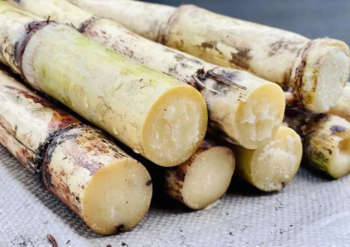 木格白玉蔗。图源贵港宣传