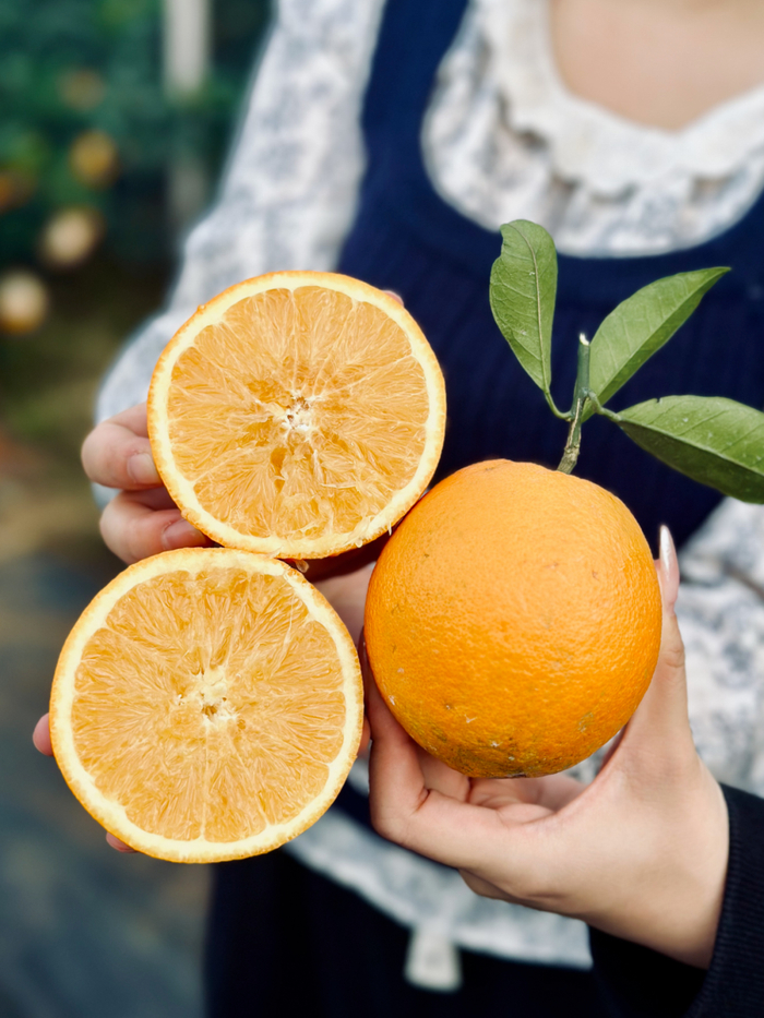 富川脐橙。图源南国早报