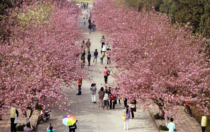 中国科学技术大学东区樱花大道。合肥日报全媒体记者 张大岗 摄