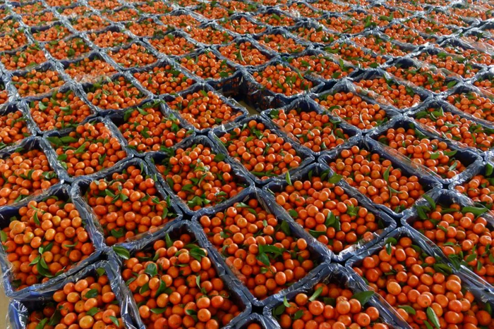 来宾象州砂糖橘。图源广西绿色食品发展站