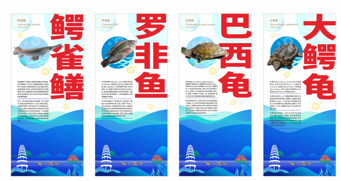 翠屏区人工增殖放流活动现场展示的鳄雀鳝等水生外来入侵物种科普图片。