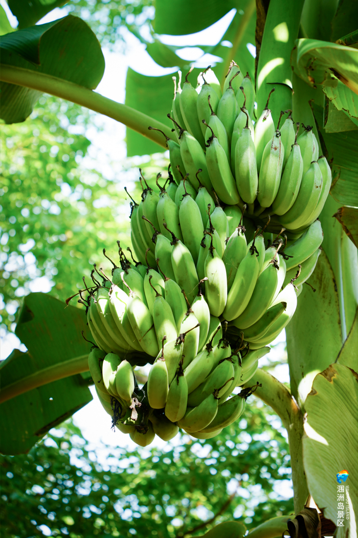 涠洲岛香蕉。图源涠洲岛景区