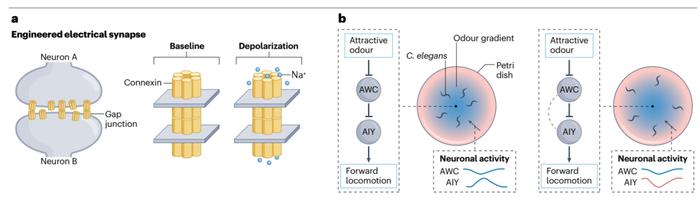 Nat Rev Neurosci重要综述：通过“突触工程”理解神经环路功能 财经头条