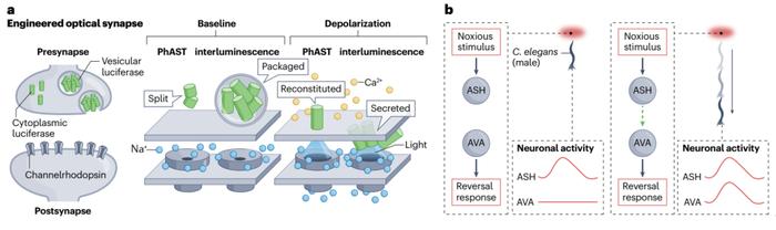 Nat Rev Neurosci重要综述：通过“突触工程”理解神经环路功能 财经头条