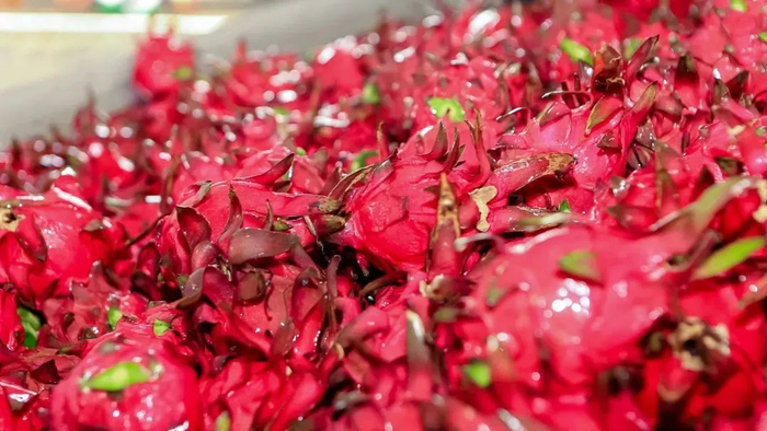 南宁火龙果。图源广西金穗生态园