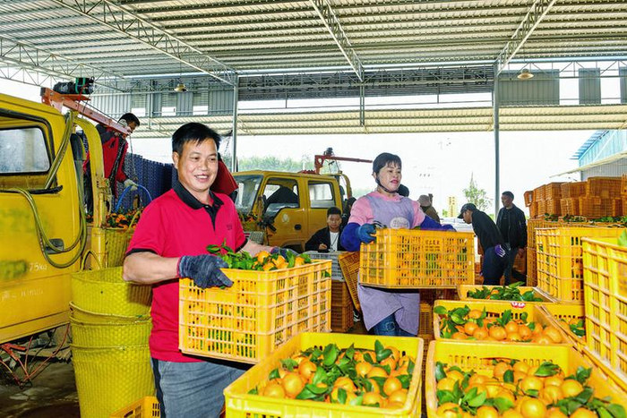     工人将采摘下来的柑橘打包准备运往国外销售。    （西乡塘区委宣传部供图）