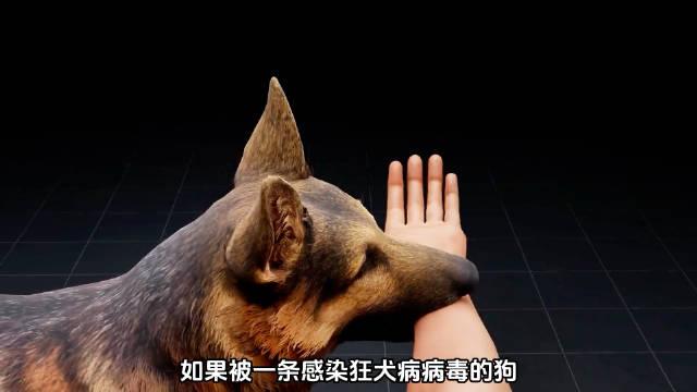 狂犬病毒是如何侵入人體的