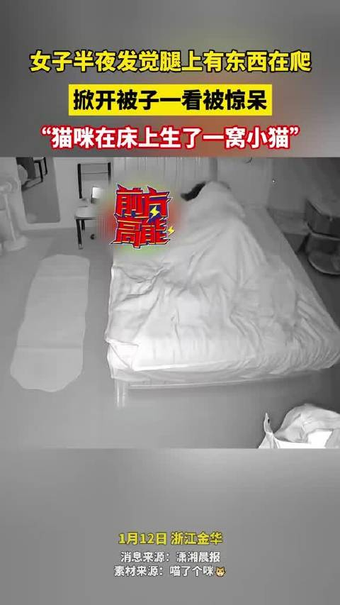 半夜睡觉时发觉腿上有东西在爬掀开被子一看原来是猫咪下崽儿了