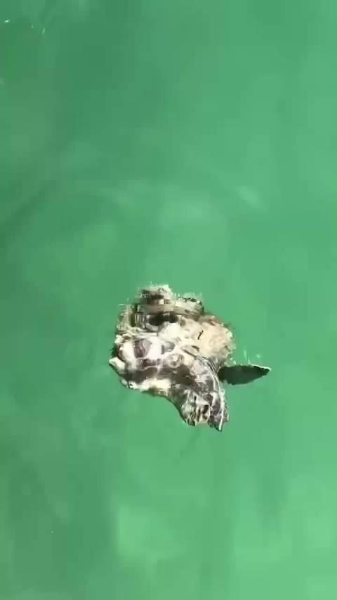 帮小海龟清理藤壶过程很舒爽