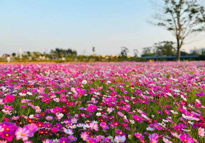 东莞赏花图片