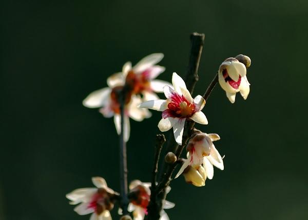 晨讀| 管蘇清:插枝蠟梅過新年|蠟梅|枝條|瓶花_新浪