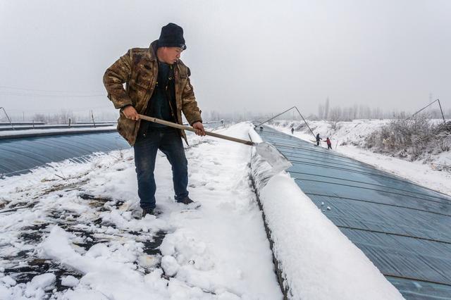 寒潮致氣溫大跳水需警惕雪災低溫凍害對農業的不利影響