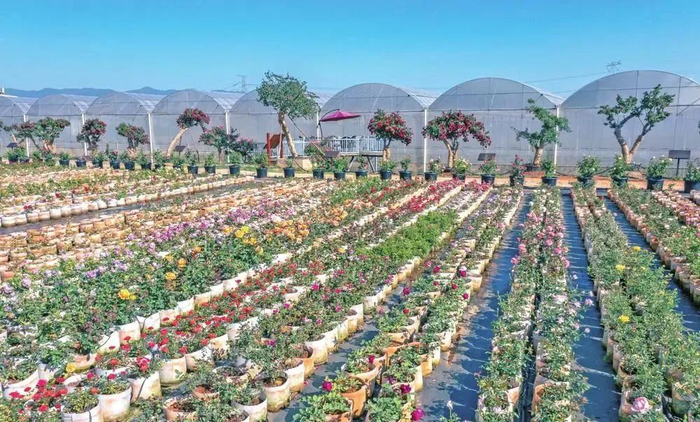 清水河月季新品种研发基地 晋宁区融媒体中心供图