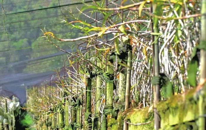 成熟待采的石斛 图源：云南日报