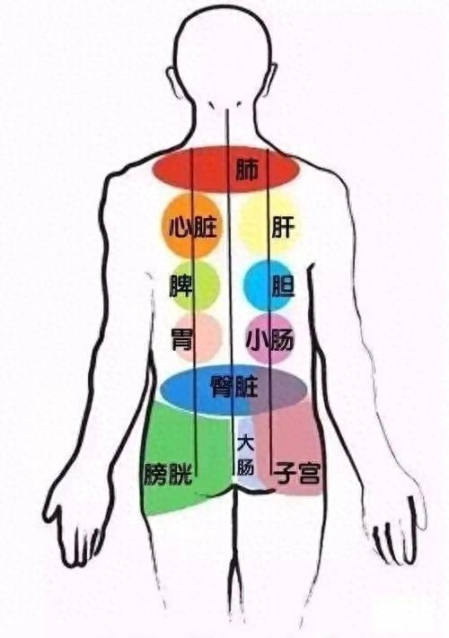 怎样让脏腑经络干净些?|脏腑_新浪新闻