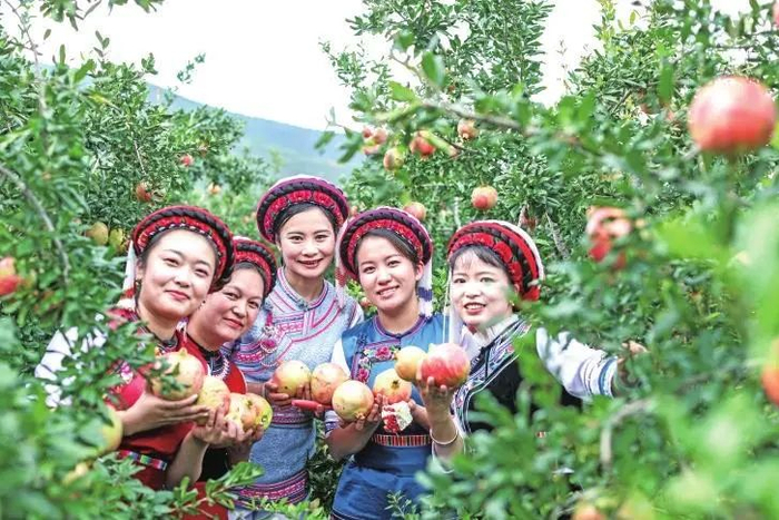 石榴丰收 黄兴能 摄