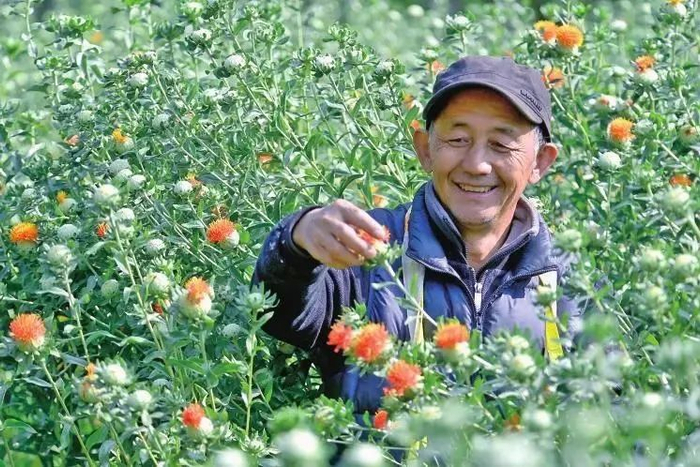 采收滇红花 适志宏 张朝荣 摄