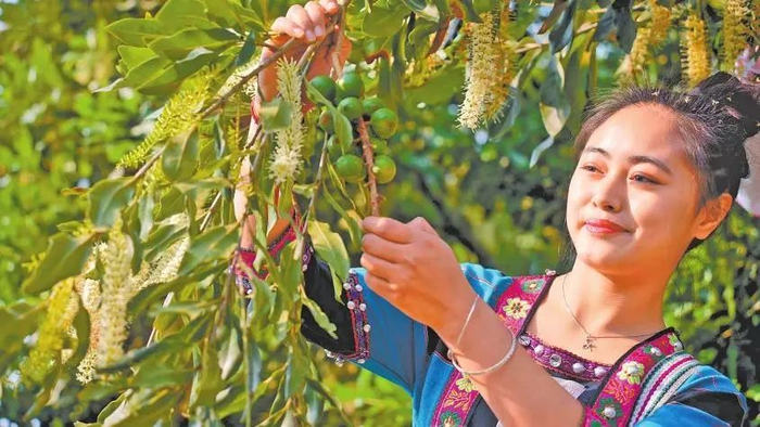 坚果种植户查看挂果情况 图源：云南日报