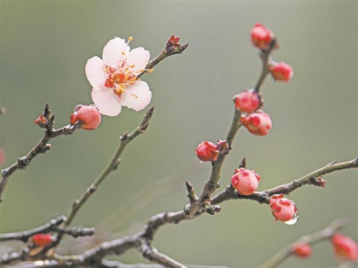 梅園的第一朵梅花開了