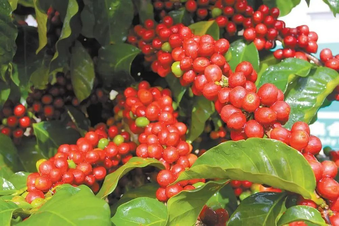 咖啡果 图源：云南日报