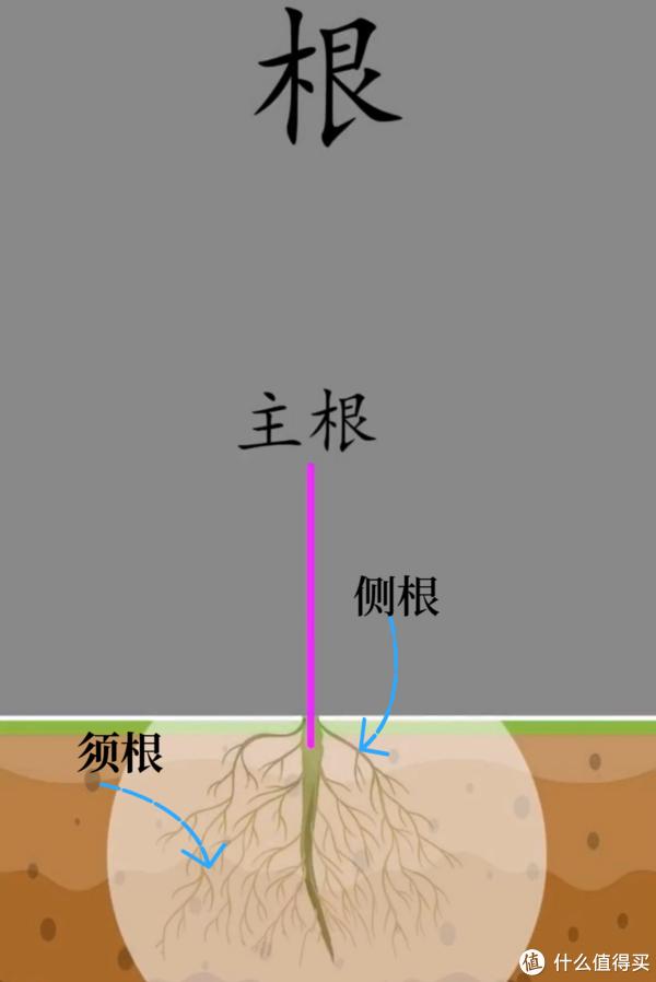 向日葵植株的下面有根