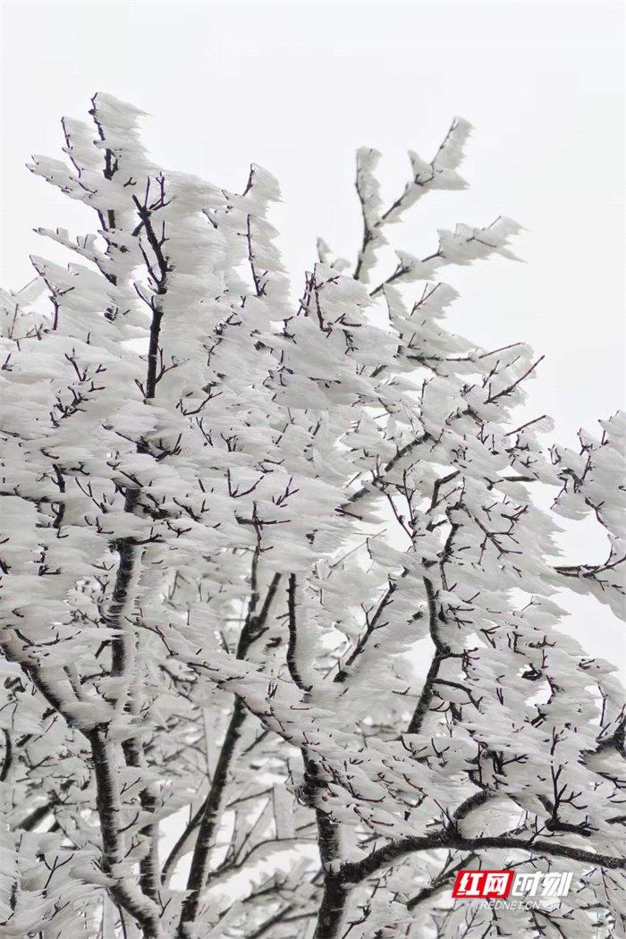 橘子洲头雪景图片