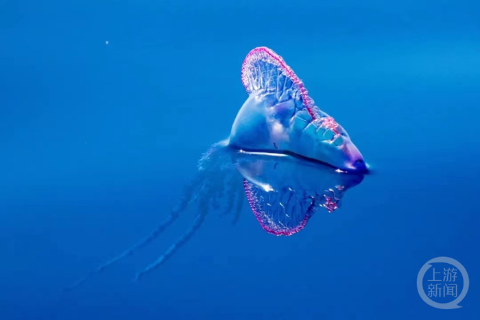 ▲僧帽水母。图源网络