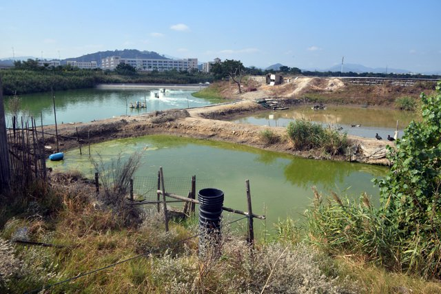 农村生活污水治理是农村人居环境整治的重要内容。摄影/章轲