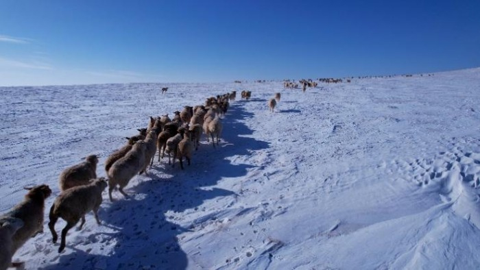 ▲"线上下单、线下30分钟送达”的方式，帮助戈壁滩羊肉拓宽零售新销路。（摄影：王强）