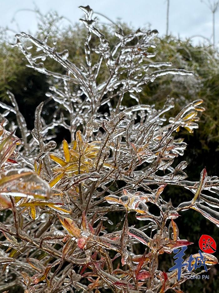 树挂冰花花岗岩图片图片