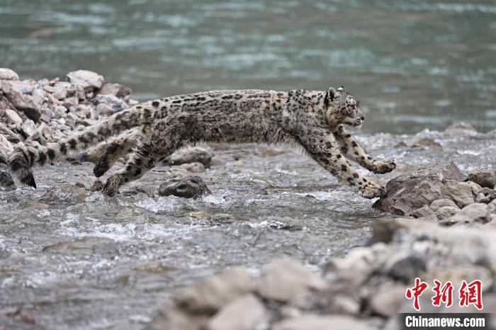 农工党青海省委:开展"雪山之王"本底调查,构建全国大数据平台