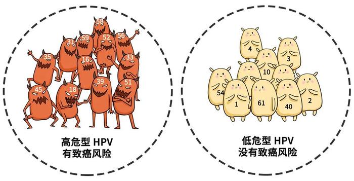 hpv的中文名是人乳頭瘤病毒,主要寄居在皮膚和黏膜上