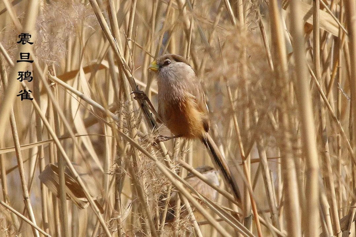 △震旦鸦雀是中国特有的珍稀鸟种，被称为“鸟中大熊猫”。