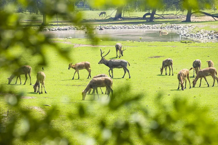 △国家一级保护动物麋鹿栖息于此。