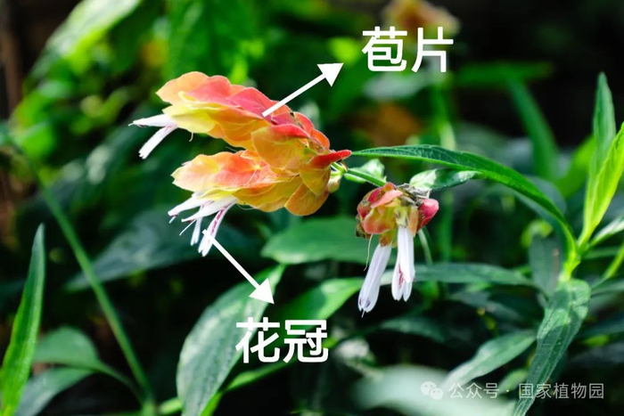 ▲长似虾壳状的部分为虾衣花的苞片