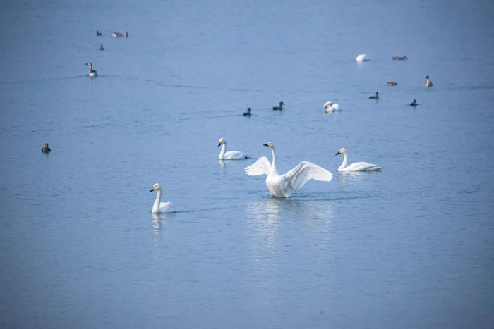 △珍稀鸟类在南海子湖面嬉戏。