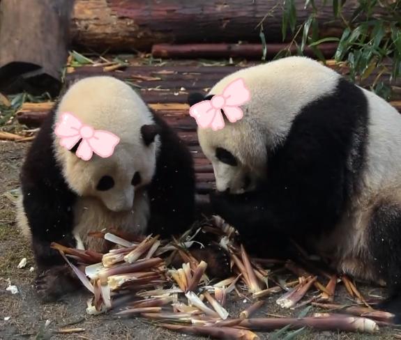 大熊猫“和叶”原来是“妹妹”！大熊猫的性别为何难以分辨→