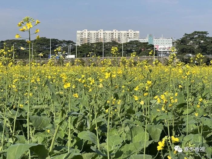 {2024年大朗鎮鳳山賞花遊園活動part 10}時間:2月