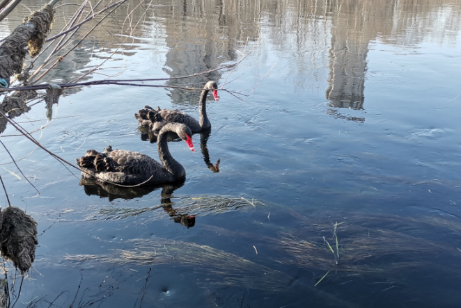△黑天鹅“恋”上凉水河。