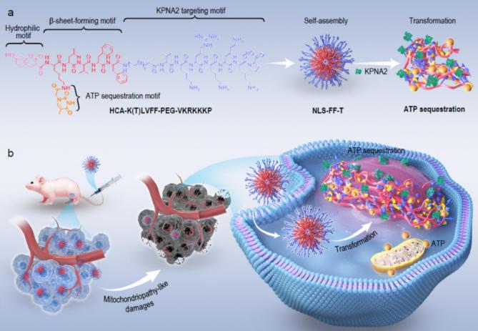 模式圖:可轉化核肽納米顆粒誘導線粒體病樣損傷靶向治療膀胱癌