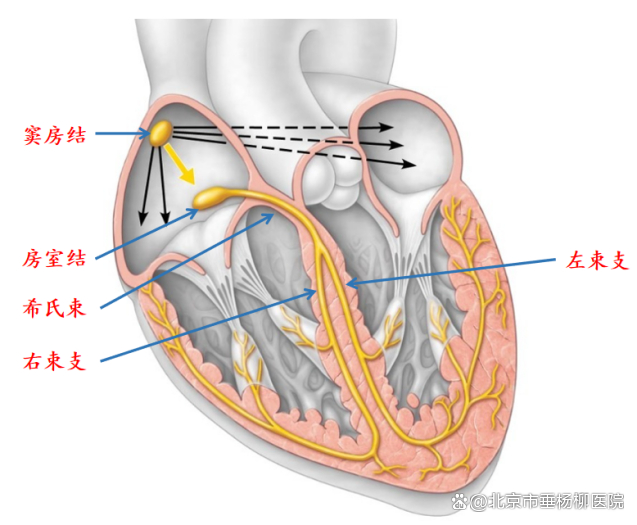 ▲心脏的传导系统