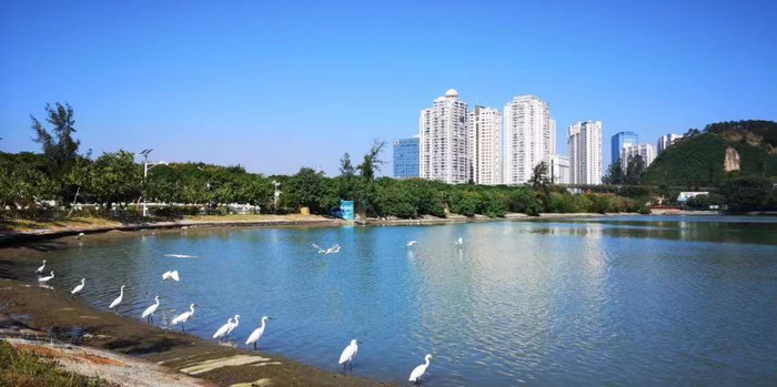 厦门实践|筼筜湖的华丽蜕变|湖心岛|筼筜湖|王艳艳_新浪新闻